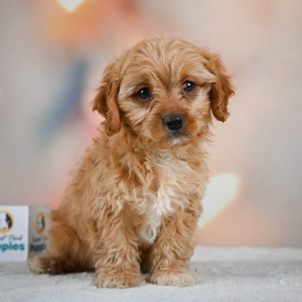 F1 Cavapoo Puppy for Sale