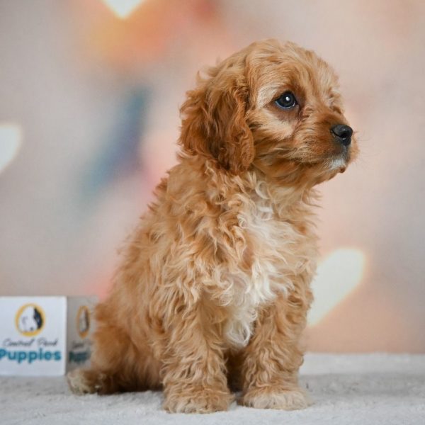 F1 Cavapoo Puppy for Sale