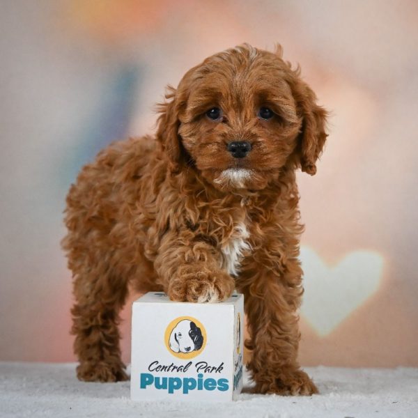 F1 Cavapoo Puppy for Sale