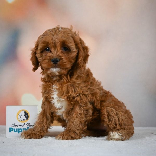 F1 Cavapoo Puppy for Sale