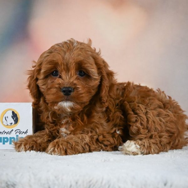 F1 Cavapoo Puppy for Sale