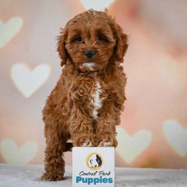 F1 Cavapoo Puppy for Sale