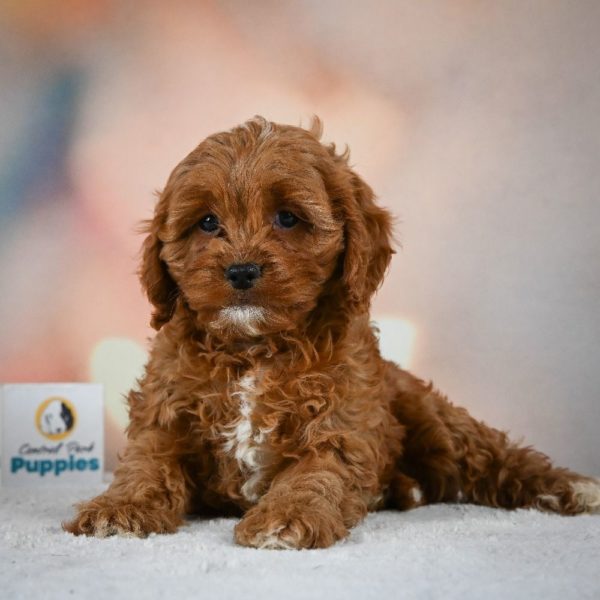 F1 Cavapoo Puppy for Sale