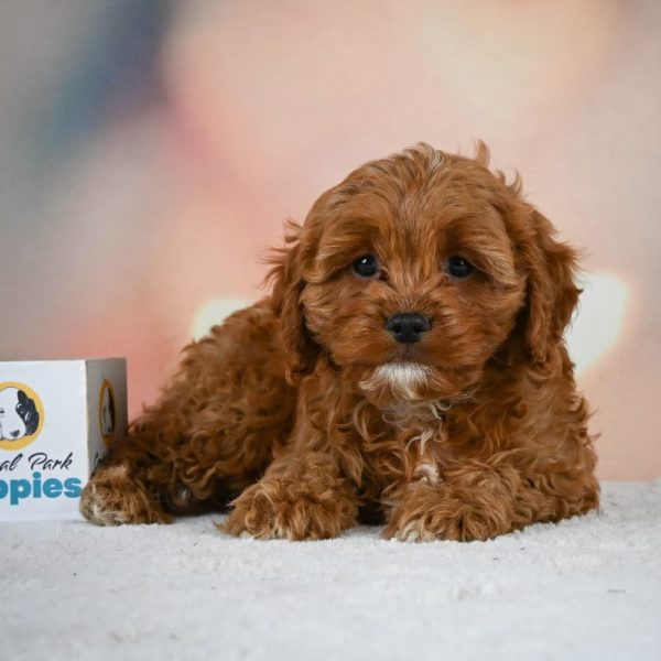 F1 Cavapoo Puppy for Sale