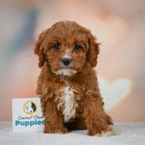 F1 Cavapoo Puppy for Sale