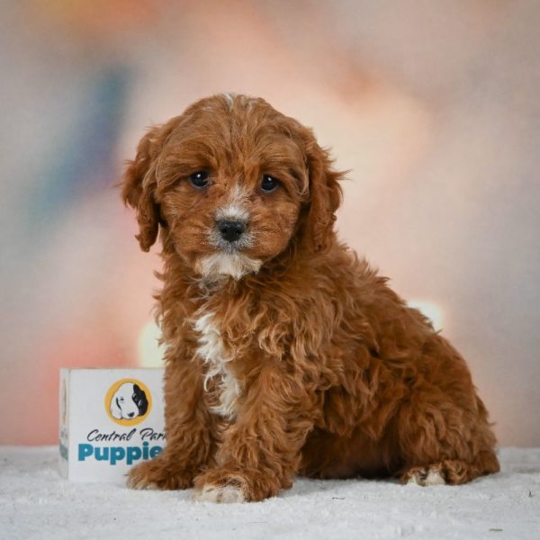 F1 Cavapoo Puppy for Sale