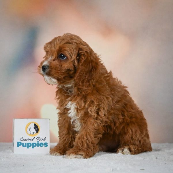 F1 Cavapoo Puppy for Sale