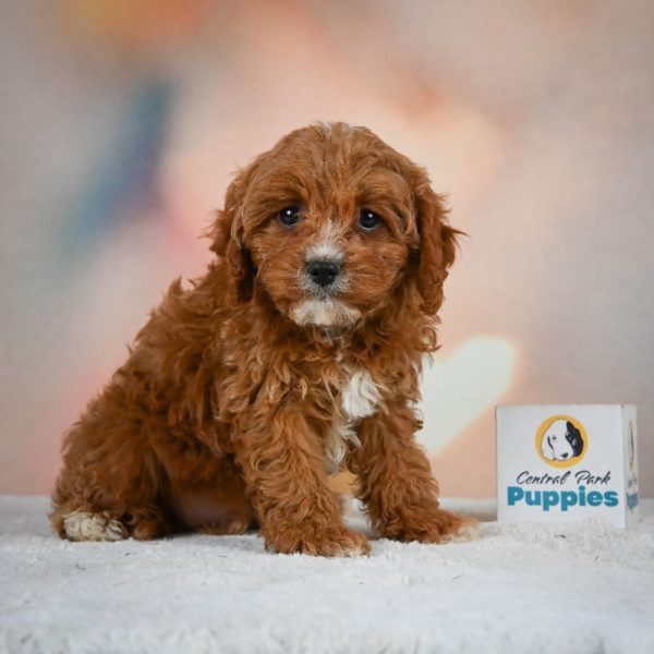 F1 Cavapoo Puppy for Sale