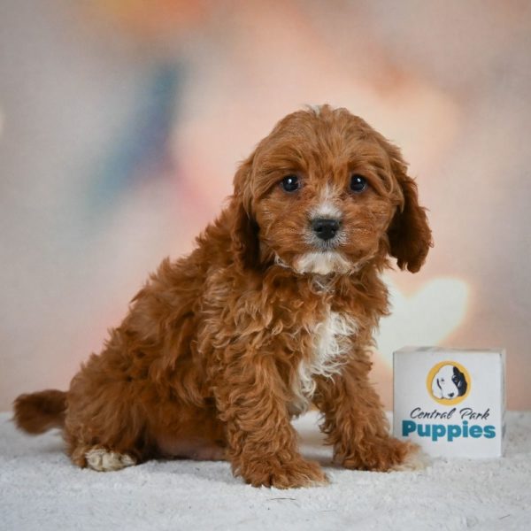 F1 Cavapoo Puppy for Sale