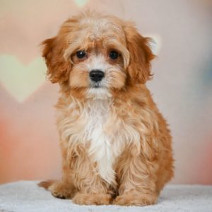 F1 Cavapoo Puppy for Sale