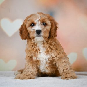 F1 Cavapoo Puppy for Sale