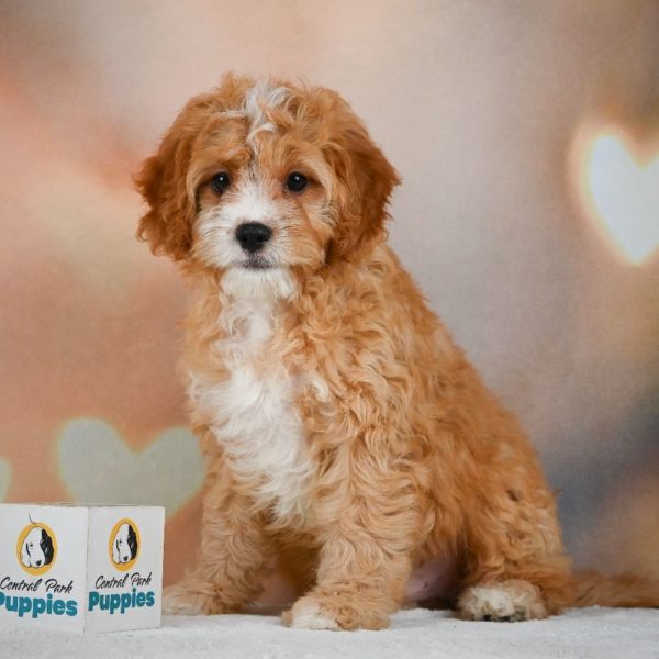 F1 Cavapoo Puppy for Sale