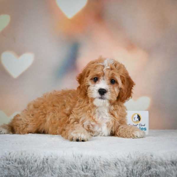 F1 Cavapoo Puppy for Sale