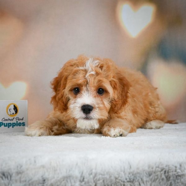 F1 Cavapoo Puppy for Sale