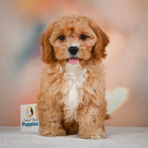 F1 Cavapoo Puppy for Sale