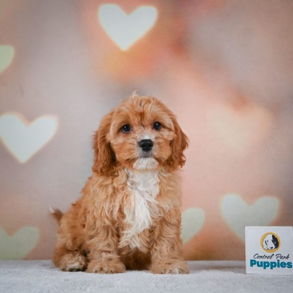 F1 Cavapoo Puppy for Sale