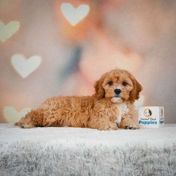 F1 Cavapoo Puppy for Sale