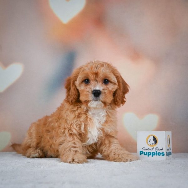 F1 Cavapoo Puppy for Sale