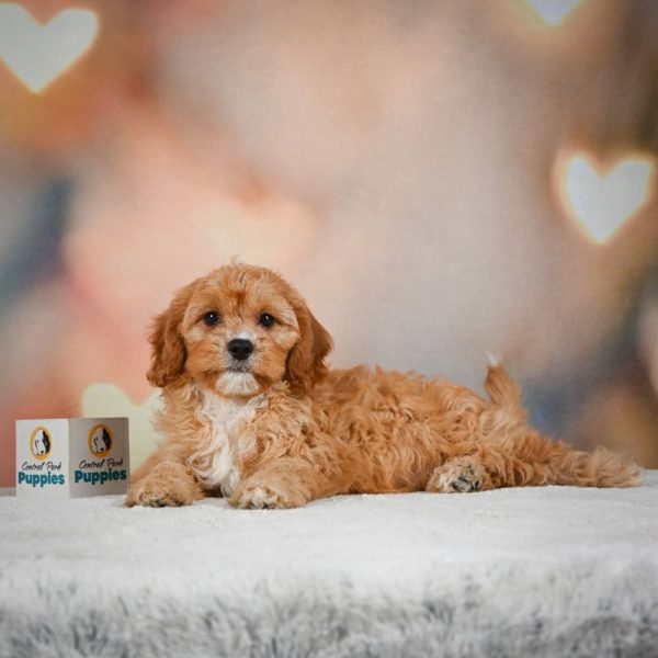 F1 Cavapoo Puppy for Sale