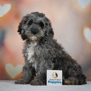 F1 Cockapoo Puppy for Sale