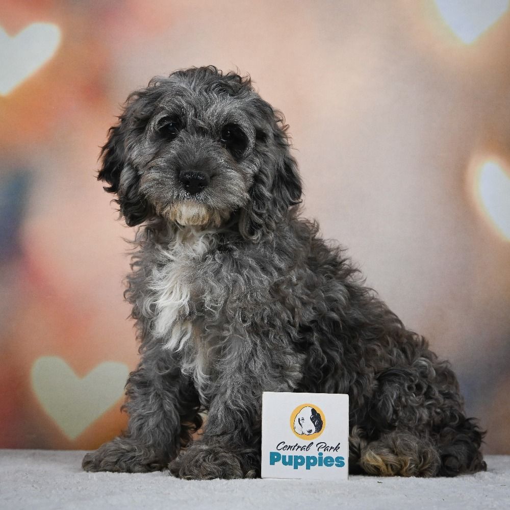 F1 Cockapoo Puppy for Sale in NYC