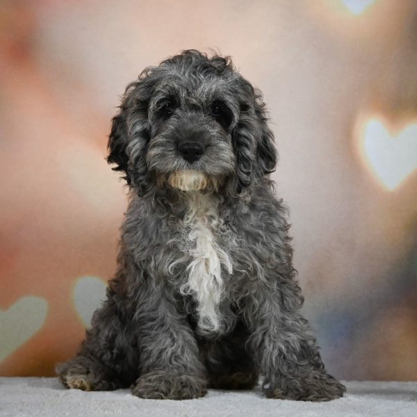 F1 Cockapoo Puppy for Sale