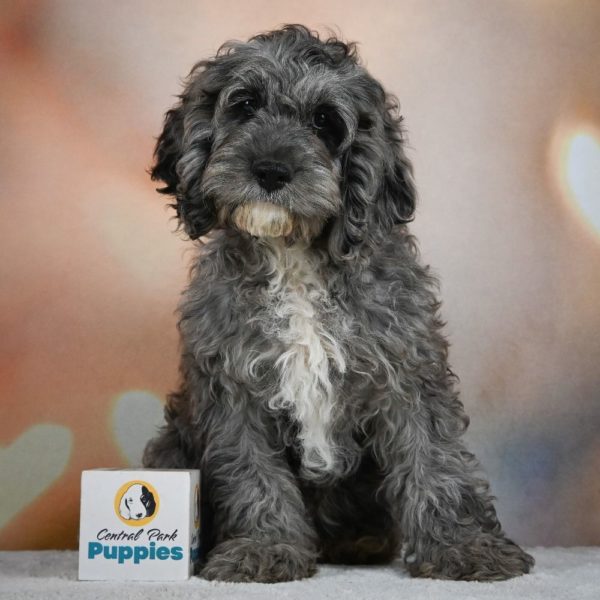 F1 Cockapoo Puppy for Sale