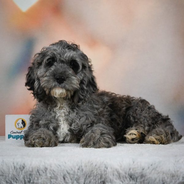 F1 Cockapoo Puppy for Sale