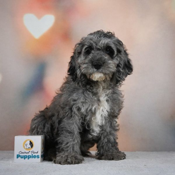 F1 Cockapoo Puppy for Sale