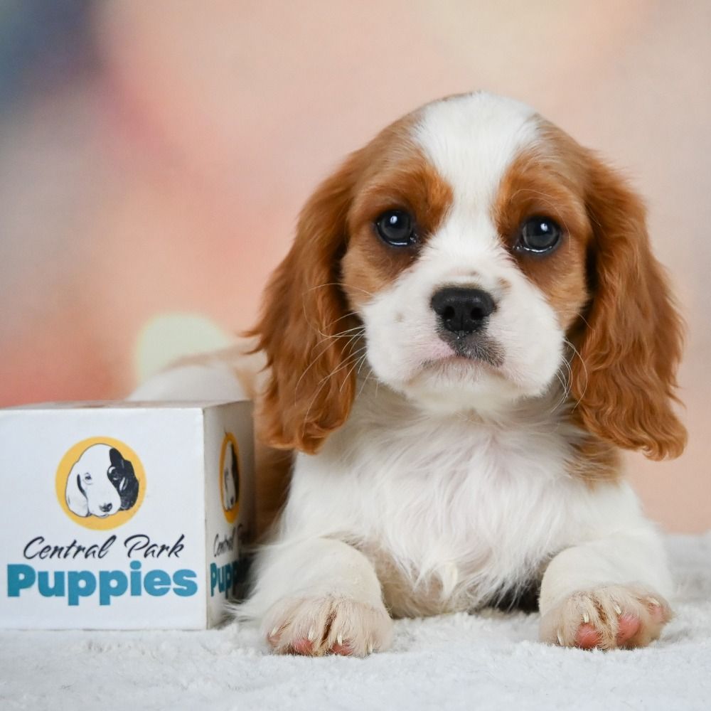 Cavalier King Charles Spaniel Puppy for Sale in NYC