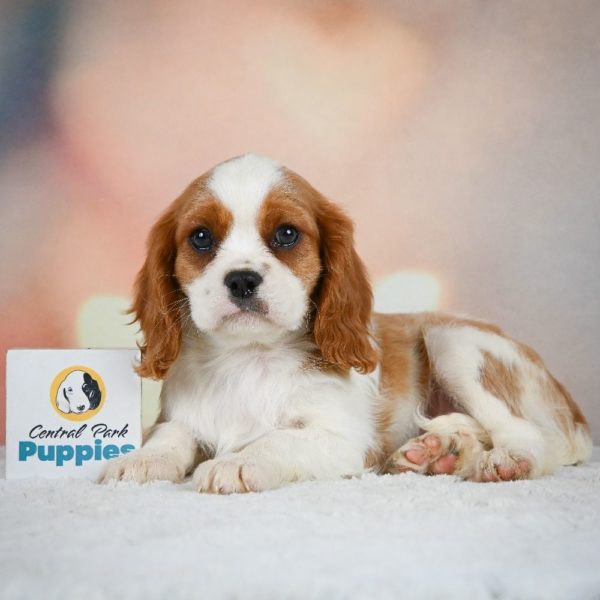 Cavalier King Charles Spaniel Puppy for Sale