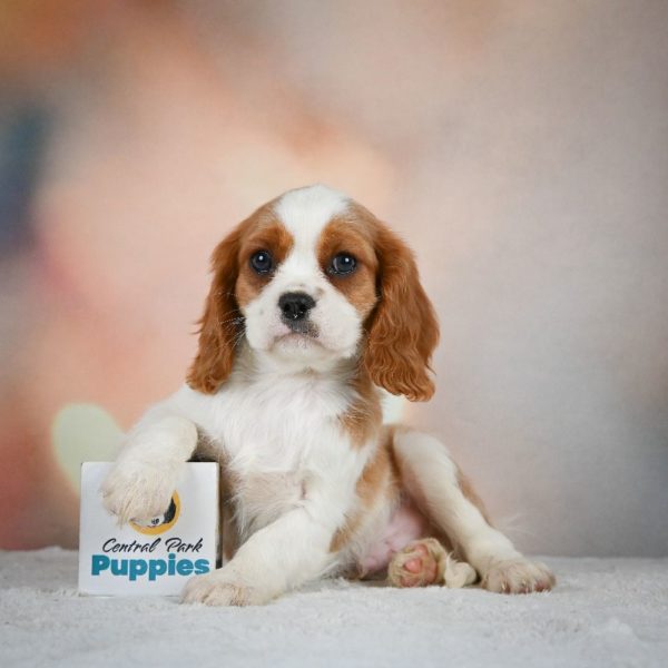 Cavalier King Charles Spaniel Puppy for Sale