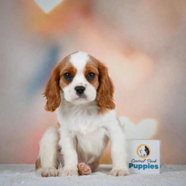 Cavalier King Charles Spaniel Puppy for Sale