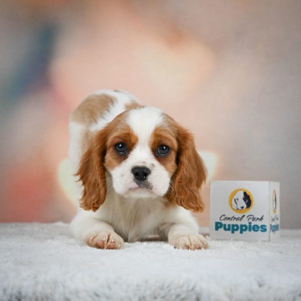 Cavalier King Charles Spaniel Puppy for Sale