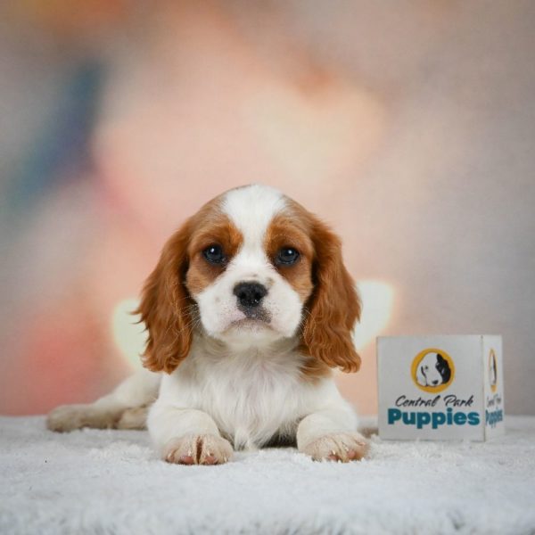 Cavalier King Charles Spaniel Puppy for Sale