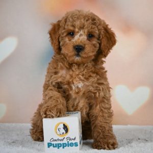 Miniature Poodle Puppy for Sale