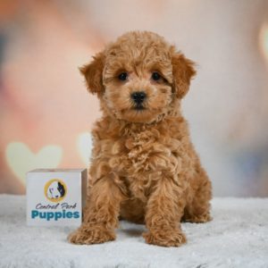 Miniature Poodle Puppy for Sale