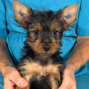 Yorkshire Terrier Puppy for Sale