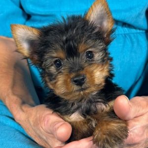 Yorkshire Terrier Puppy for Sale