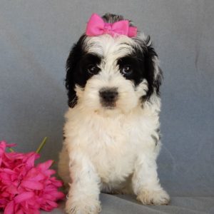 F1 Cockapoo Puppy for Sale