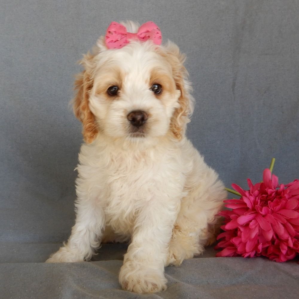 F1 Cockapoo Puppy for Sale in NYC