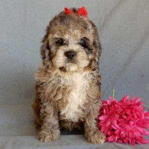 F1 Cockapoo Puppy for Sale