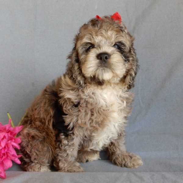 F1 Cockapoo Puppy for Sale