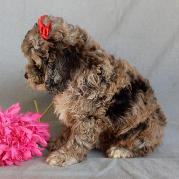 F1 Cockapoo Puppy for Sale