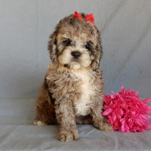 F1 Cockapoo Puppy for Sale