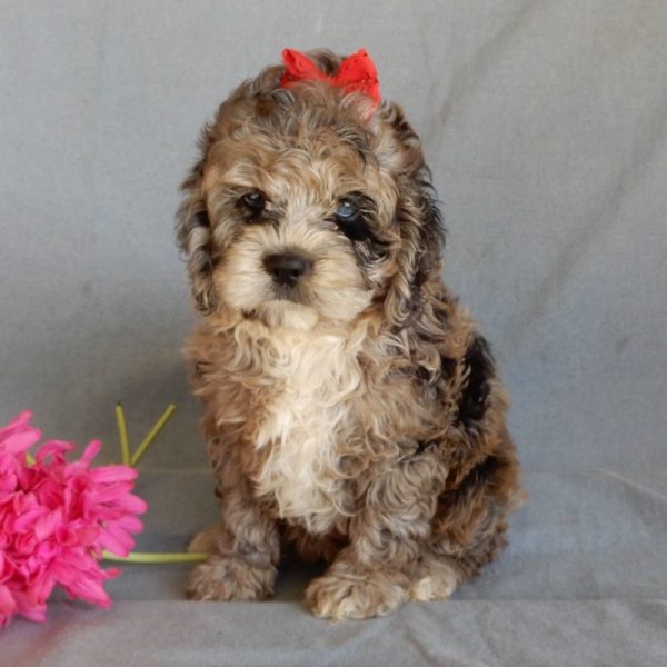 F1 Cockapoo Puppy for Sale