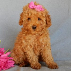 F1bb Toy Goldendoodle Puppy for Sale