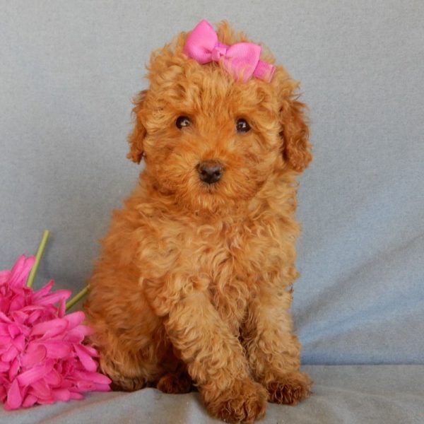 F1bb Toy Goldendoodle Puppy for Sale