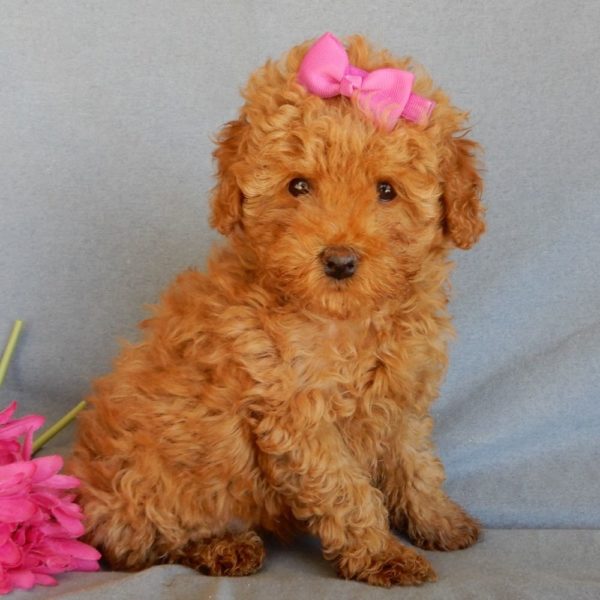 F1bb Toy Goldendoodle Puppy for Sale