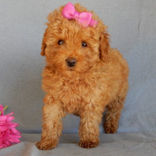 F1bb Toy Goldendoodle Puppy for Sale